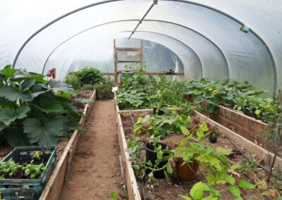 Photo of plants in polytunnel